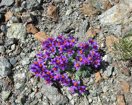 076 11_07 11 Tinee 099 bis des couleurs naturelles, pas de retouches!