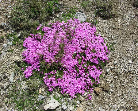 077 11_07 12 Tinee 100 des couleurs naturelles, pas de retouches!
