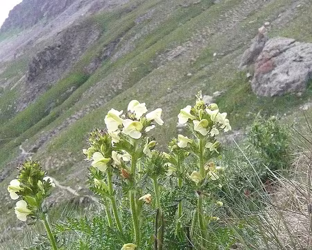 085 pédiculaire allongée