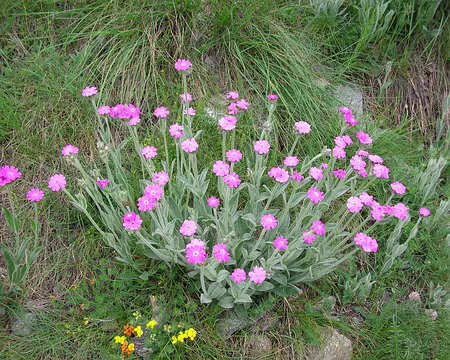 100 12_07 78 Tinee 134 on en trouve beaucoup