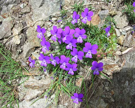 101 12_07 79 Tinee 135 pensées sauvages