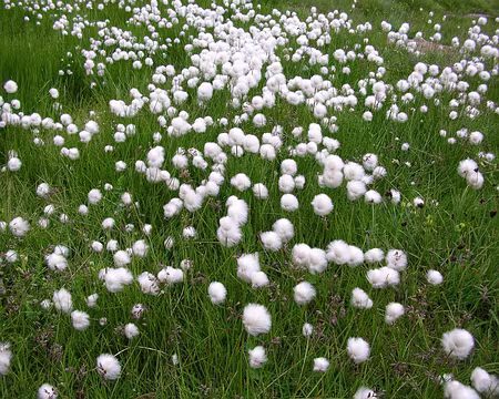 102 12_07 80 Tinee 141 linaigrettes