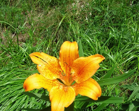 118 13_07 Tinee 166 il nous attend au bord du chemin