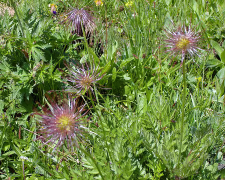 S1032233 en fond de vallée, petites fleurs variées