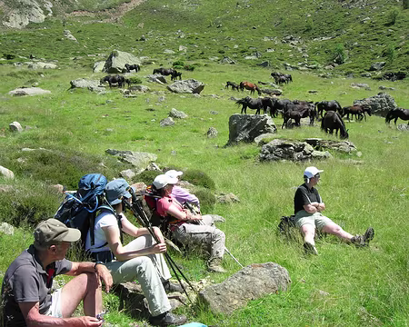 18 Vue d'ensemble du troupeau