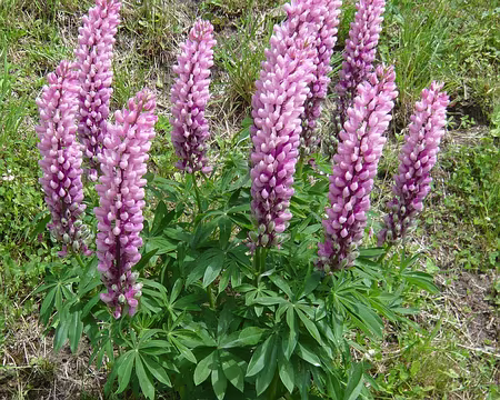 Pays Valaisans 011 Lupins.
