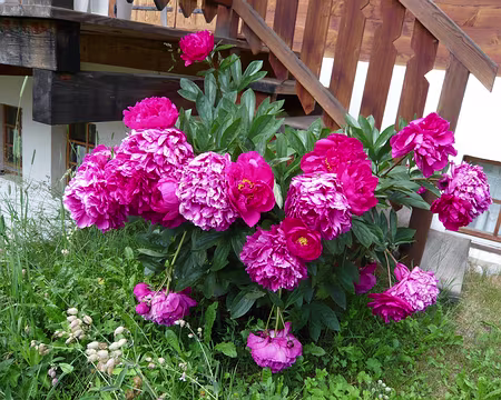 Pays Valaisans 015 Les pivoines alourdies par la pluie.
