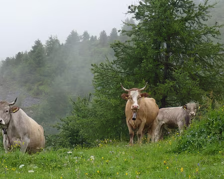 Pays Valaisans 031 çà ne dérange pas outre mesure les grosses vaches suisses.