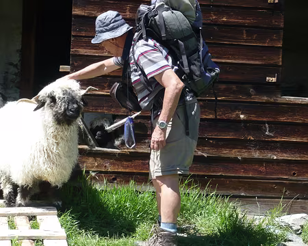 Pays Valaisans 159 Nos amis les bêtes (1) : moutons à poils.