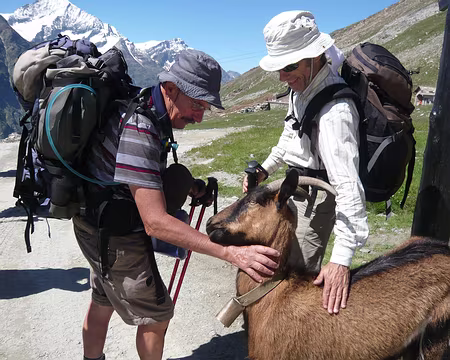 Pays Valaisans 182 Nos amis les bêtes (3) : chèvres