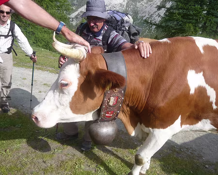 Pays Valaisans 263 Nos amis les bêtes (5) : grosse vache à la cloche.