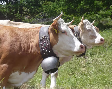 Pays Valaisans 307 Les jumelles, copines depuis l'éprouvette.