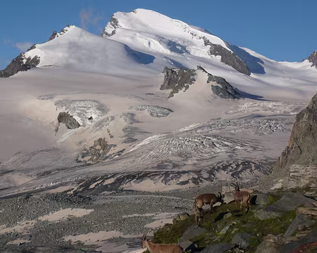 Pays Valaisans 378 Spendide avec le retour du soleil mais le foehn a déposé du sable saharien (rose) sur les pentes de neige.
