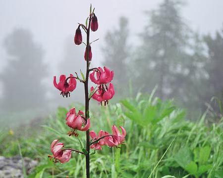 022 Lis Martagon sous la pluie