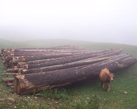 004 Ceci n'est pas une participante devant de gros troncs d'arbres coupés.