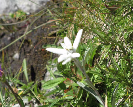 0031 Edelweiss