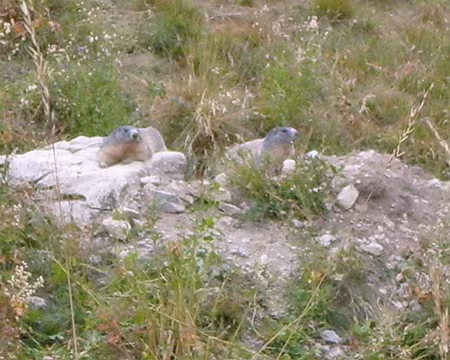 59 Sous le regard des marmottes.