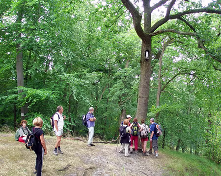 12z606 Le chêne à l'image http://freeoise.free.fr/page.html