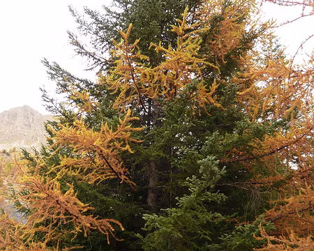 AlpesProvencales 120 Etrange mélange d'un épicéa et d'un mélèze.