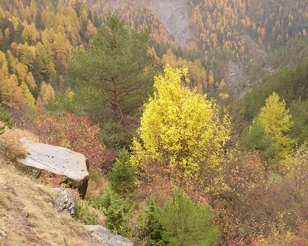 AlpesProvencales 177 Contrastes de feuillages entre bouleaux, épicéas et mélèzes.