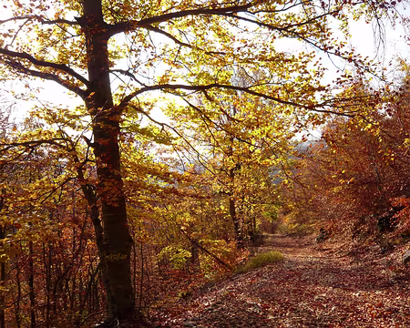 AlpesProvencales 210