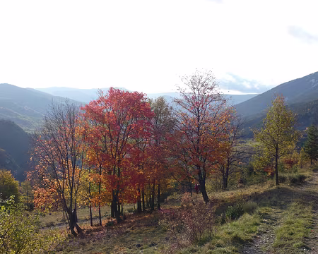 AlpesProvencales 214