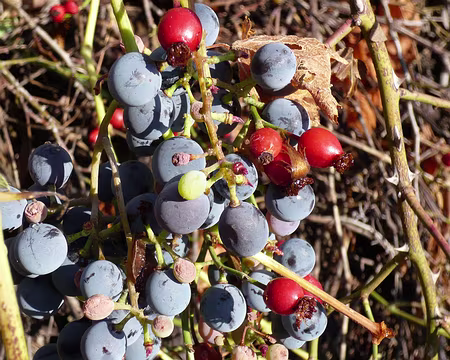 AlpesProvencales 224 Raisins et cynorrhodons pour les gourmands