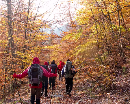 Sous-bois Vers Meailles