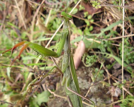 17 Mante religieuse.