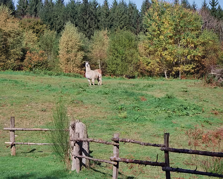 2008 morvan 026 drôle de Charolais