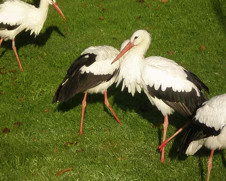 11 cigognes à Munster