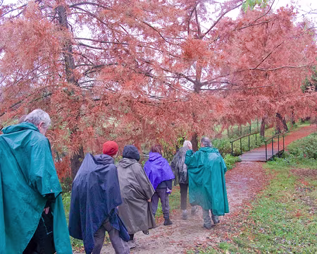 70_40_30-3 cyprès chauves