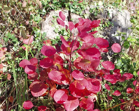 015 les mêmes de près