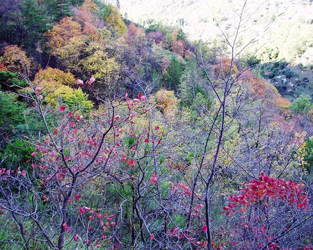 054 Toujours des phytolaques