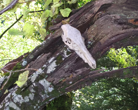 IMG_4343 Les reste d'un randonneur ?