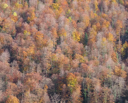 IMG_4349 Couleurs d'automne