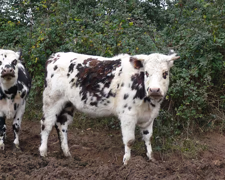 PaysdeCaux 045 Pour faire plaisir à Xavier, quelques vaches.