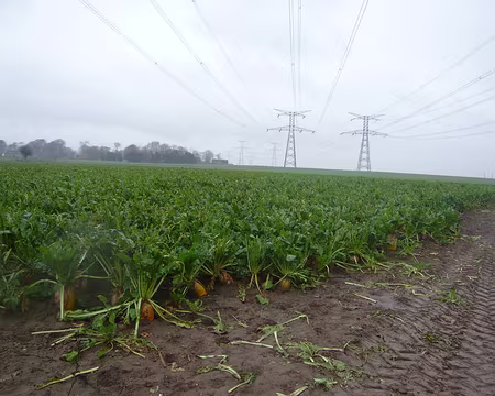 PaysdeCaux 062 Betteraves radiactives (?) à Palluel