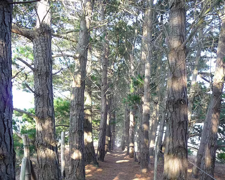 015 quelques chemins ombragés