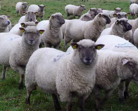 072 Des prés salés ? Où cela ?