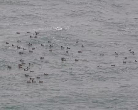 086 Ce sont bien des colverts.