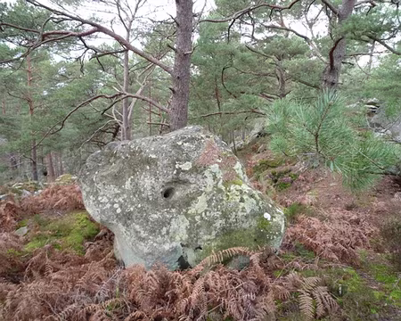 Rando essai (56) Admirez notre 4ème animal : un cochon ................ après 2 mirabelles !!!!