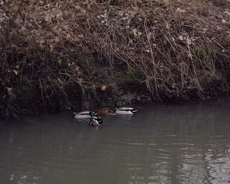 001 Ils ne la lâchent pas d'une palme !