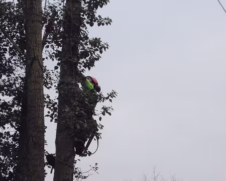 002 Etrange animal .....