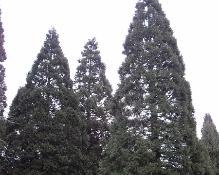 005 Conifères géants d'Orsay