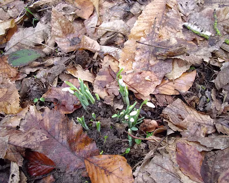 008 Perce-neige discret