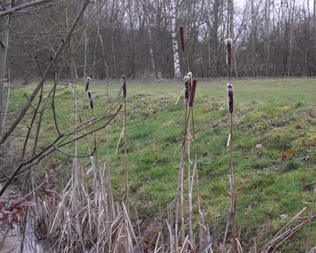 010 Roseau cherche chêne désespérément ...