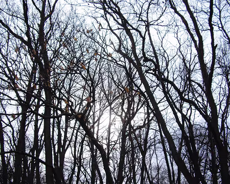 014 Quelques feuilles tenaces et un soleil timide !