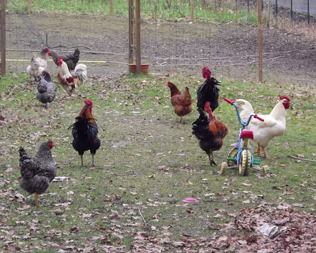 015 Cherchez l'intrus !