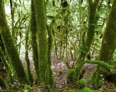 15 Jeux de lumières sur les arbres emmoussés (?).